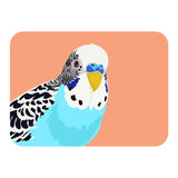 Budgie