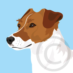 Jack Russell 7