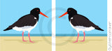 Oystercatcher