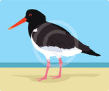 Oystercatcher