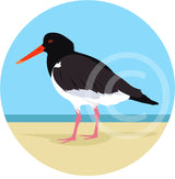 Oystercatcher