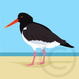 Oystercatcher