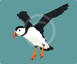 Puffin (flying)