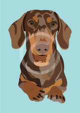 Dachshund - Ziva