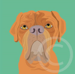 Dogue de Bordeaux