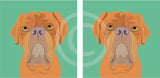 Dogue de Bordeaux
