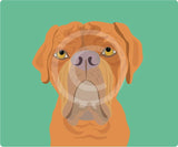 Dogue de Bordeaux