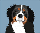 Bernese Mountain Dog