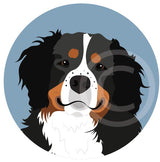 Bernese Mountain Dog