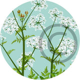 Cow Parsley