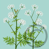 Cow Parsley