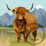 Heilan Coo (Highland Cow)