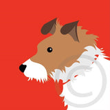 Jack Russell 6