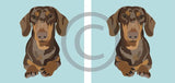 Dachshund - Ziva