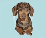 Dachshund - Ziva
