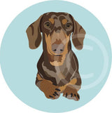 Dachshund - Ziva