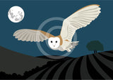 Barn Owl