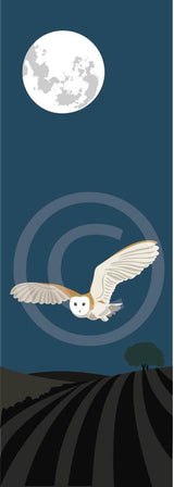 Barn Owl