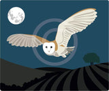 Barn Owl