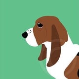 Bassett Hound