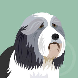 Bearded Collie