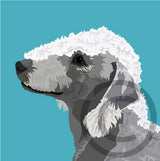 Bedlington Terrier