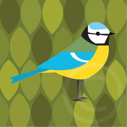 Blue Tit