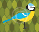 Blue Tit