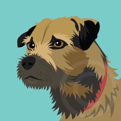 Border Terrier