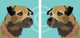 Border Terrier