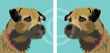 Border Terrier