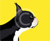 Boston Terrier