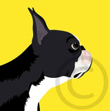 Boston Terrier