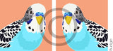 Budgie
