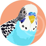 Budgie
