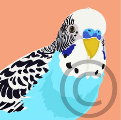 Budgie