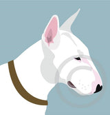 English Bull Terrier