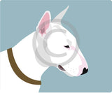 English Bull Terrier