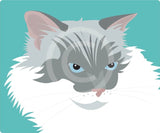Cat 1