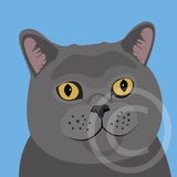 Herbie the Cat 4