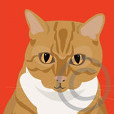 Jenny the Ginger Cat 7