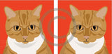 Jenny the Ginger Cat 7
