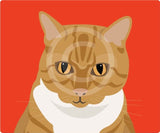 Jenny the Ginger Cat 7