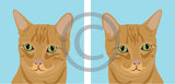 Teddy the Ginger Cat 9