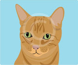 Teddy the Ginger Cat 9