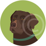 Chocolate Labrador