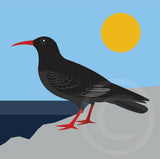 Chough