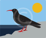 Chough