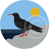 Chough