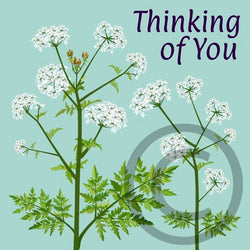 Thinking of You - Cow Parsley